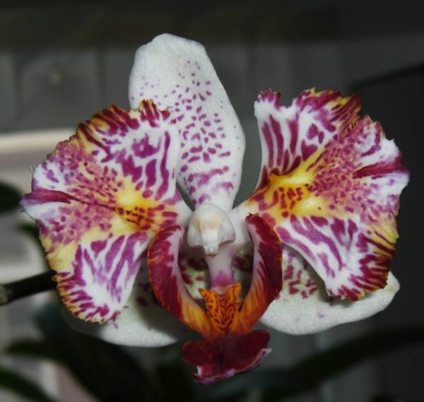 Phal 'Silly' noid 5-21-11