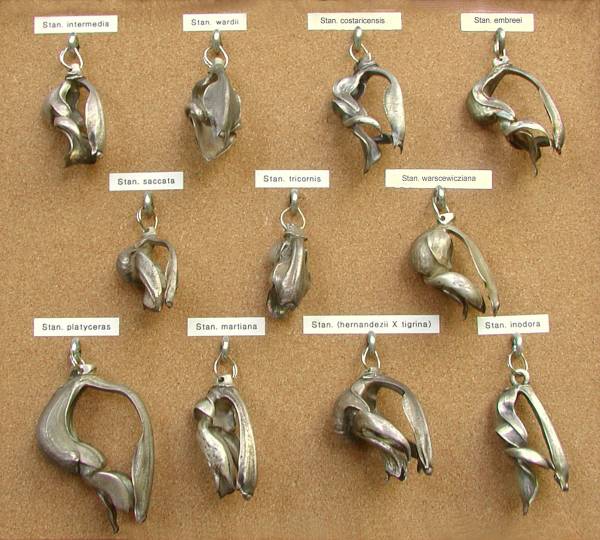 Metal casts of stanhopea lips