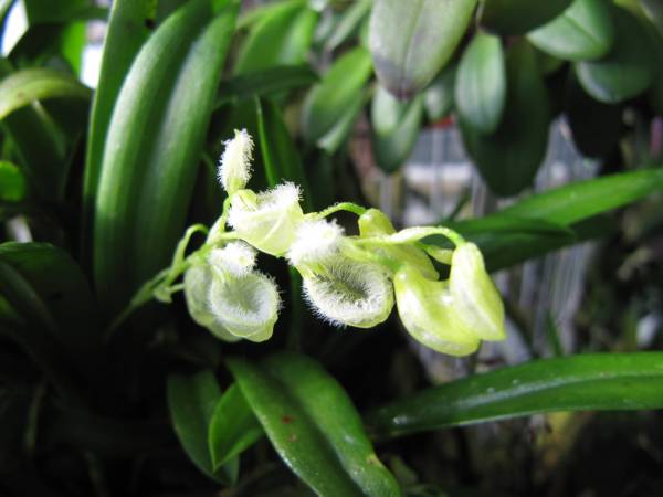 Stelis_amparoana