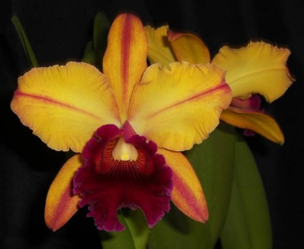 Blc Toshie Aoki 'Pizazz'