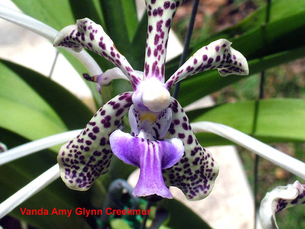 Vanda_Amy_Glynn_Creekmur