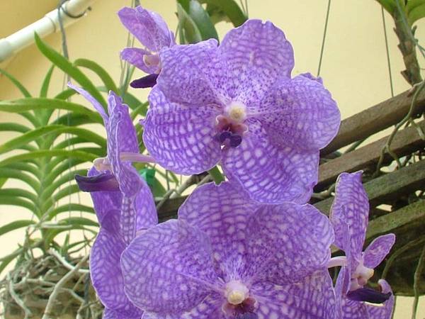 Vanda_Fuchs_Delight