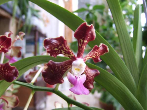 Vanda_Insignia_x_Vanda_Tesselleta_019