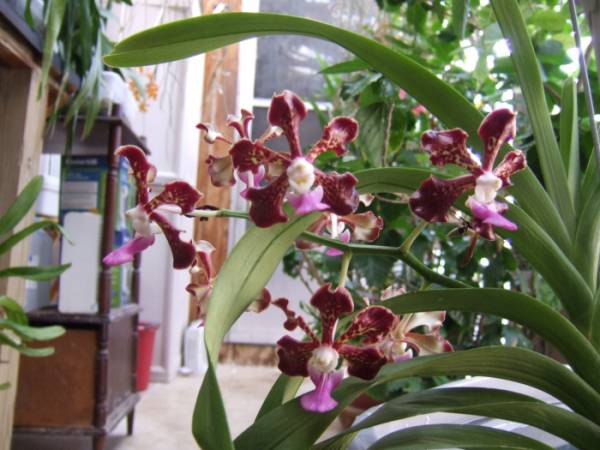 Vanda_Insignia_x_Vanda_Tesselleta_021