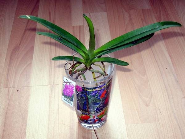 seedling Vanda Wirat x V. Madame Rattana