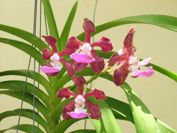 Vanda_insignis