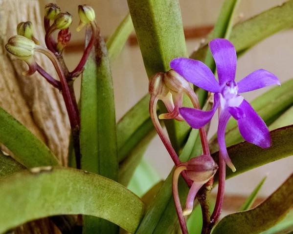 Vandachostylis Charm 'Blue Star'