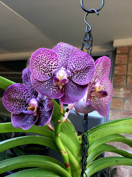 Vladimir, my favorite vanda