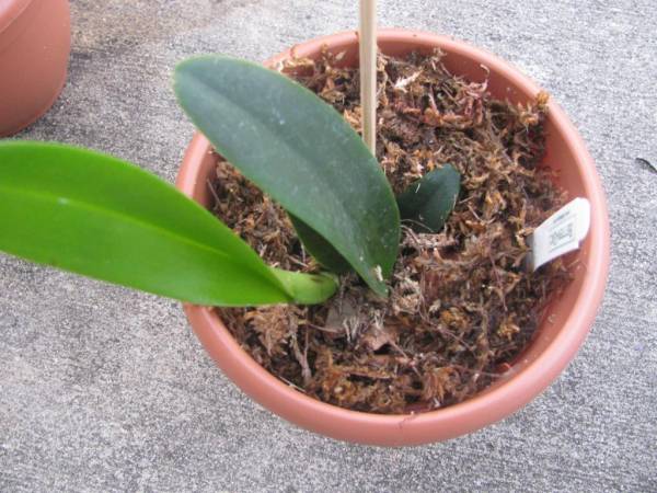 BLC. Volcano Queen