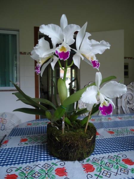 Cattleya warneri var. semi-alba