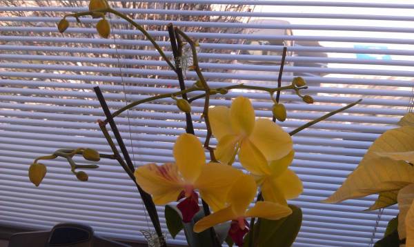 Yellow Phal