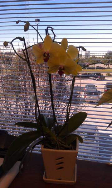 Yellow Phal