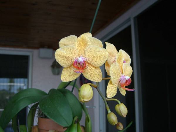 Yellow_Dendrobium