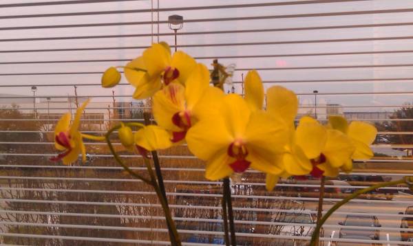 Yellow Phal