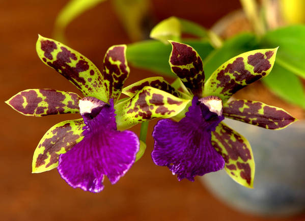 Zygopetalum Advace Australia