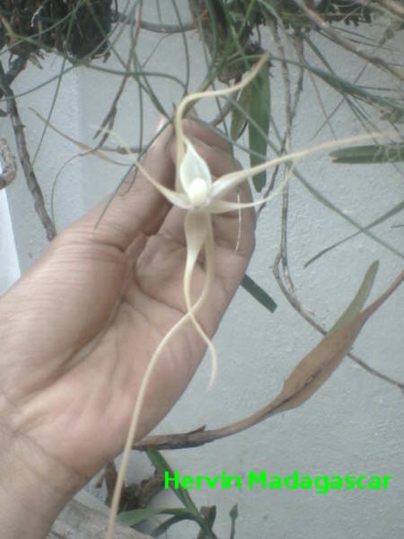 angraecum_teretifolium