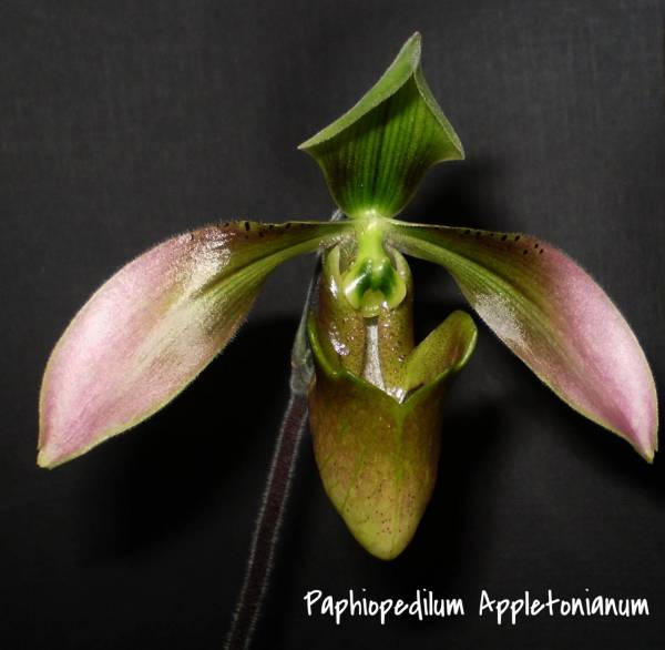 paph. Appletonianum