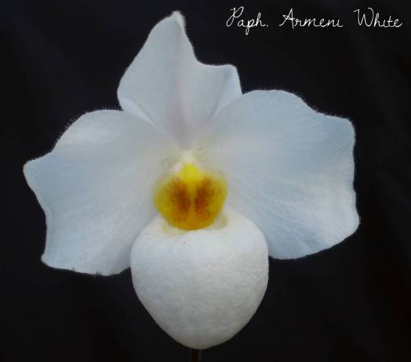 Paph. Armeni White