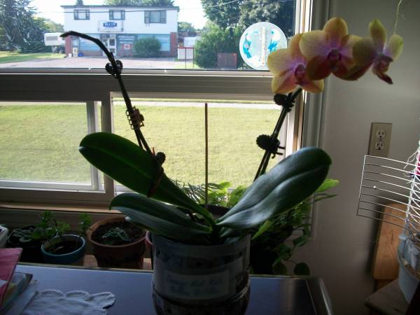 fragrant (noid) phal