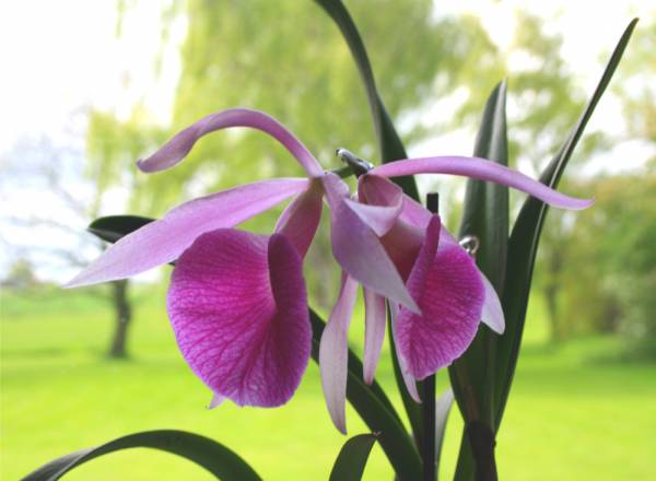 Bl. Morning Glory in Bloom