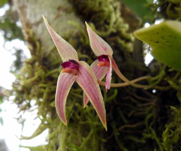 Bulbophyllum species