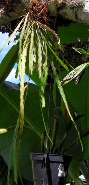 NOID with unusual leaves