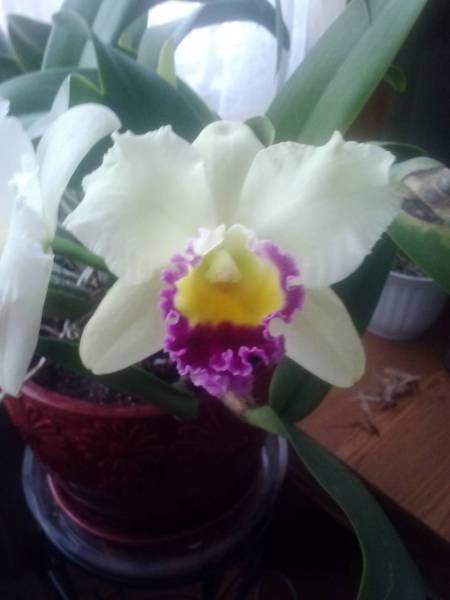 cattleya6