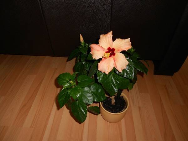 Hibiscus