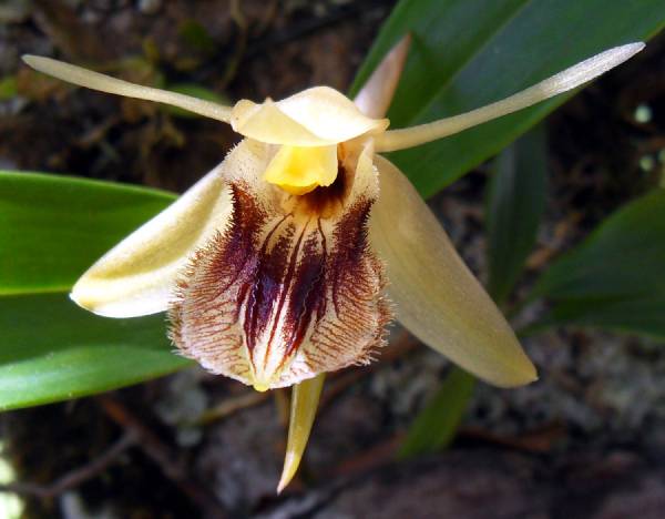 Coelogyne NOID