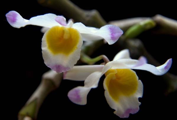 Dendrobium crassinode