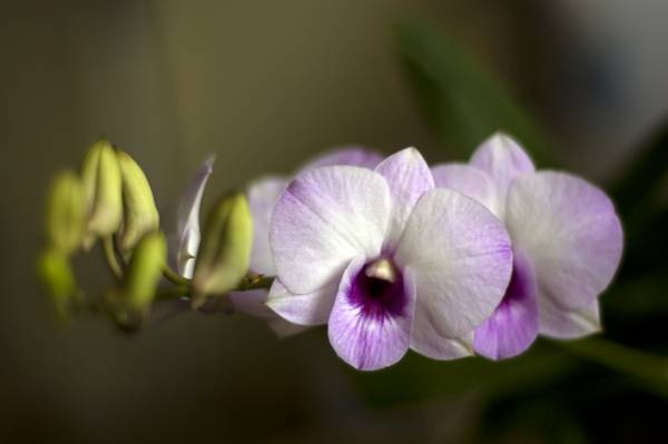 Dendrobium bigibbum