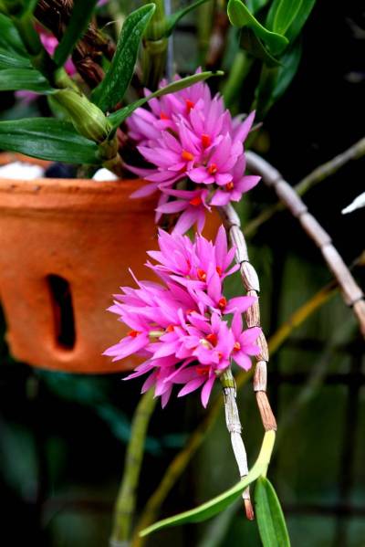 dendrobium bractiosum