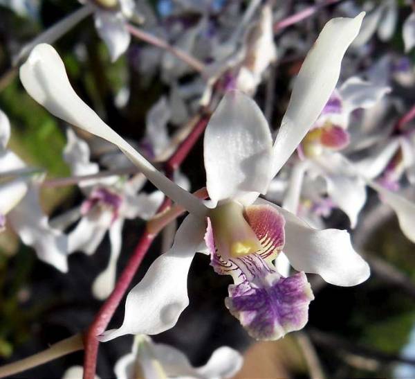 Dendrobium Lineale