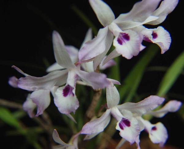 Dendrobium transparens