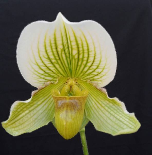 Paph. Fairly Stoned