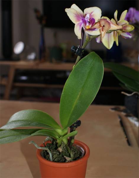 Green Mini Phal