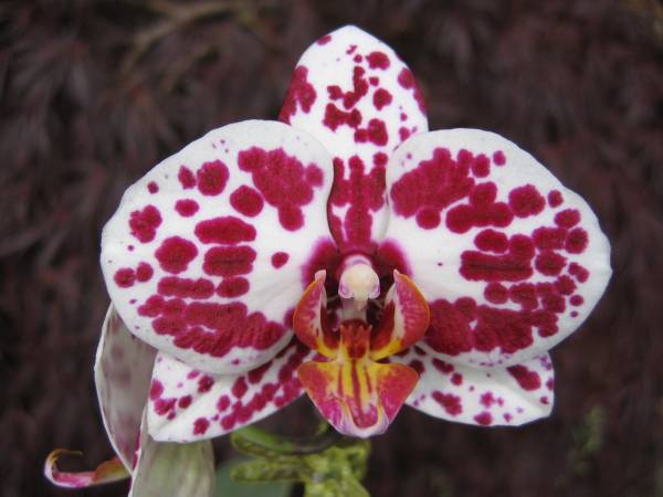 Phal. &quot;Roulette&quot; Harlequin