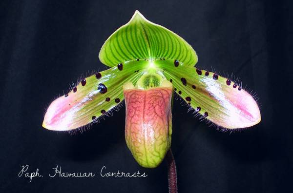 Paph. Hawaiian Contrasts