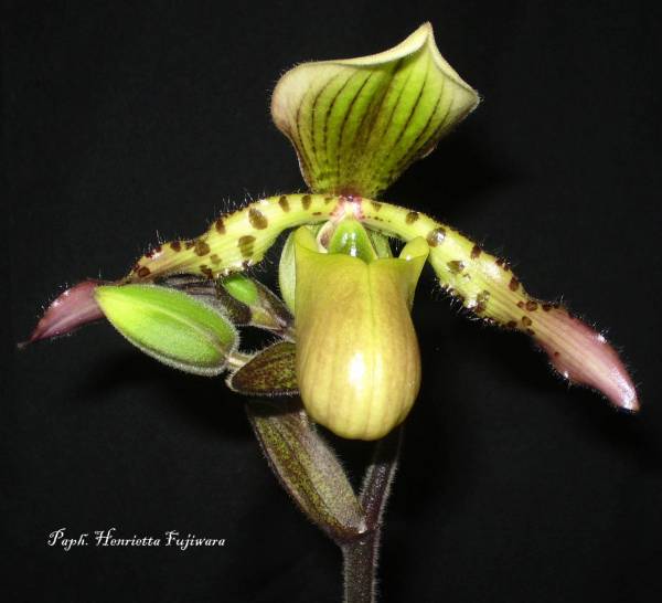 Paph. Henrietta Fujiwara