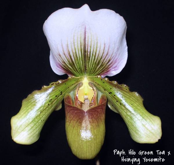 Paph. Hilo Green Tea x Hsinying Yosemite