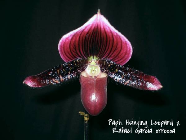 Paph. Hsinying Leopard x Rafael Garcia orrocoa