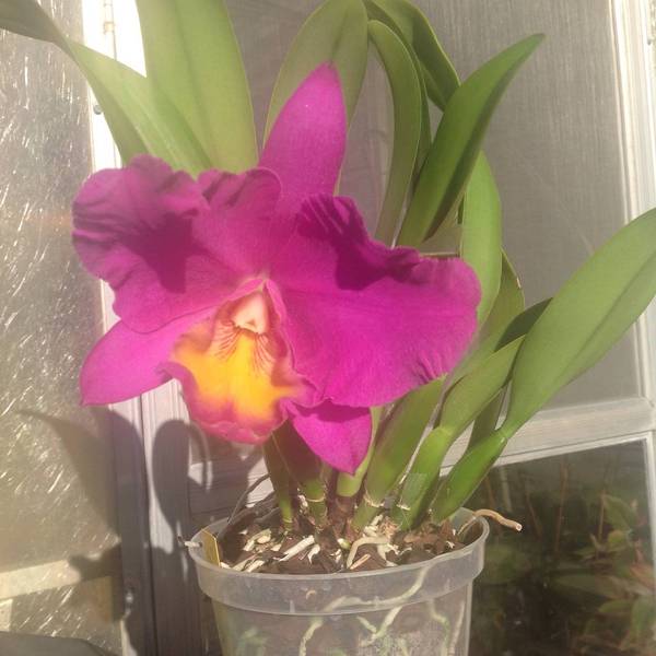 BLC CORNERSTONE 'Hawaii'