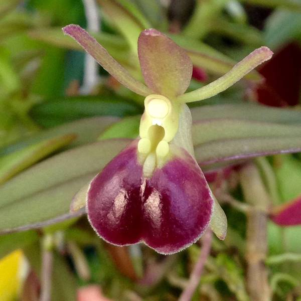 Epidendrum porpax