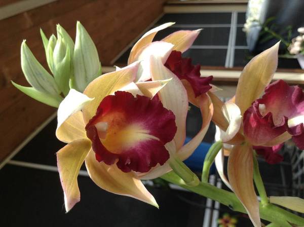 Phaius Looking At You