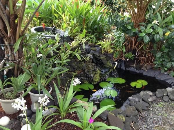 Orchid pond