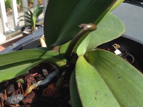 Double Phal