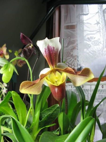 Paphiopedilum