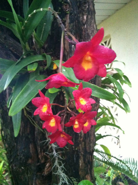 Orchid growing on tree