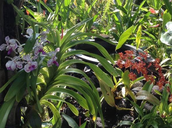 Vanda &amp; Oncidium at orchid pond