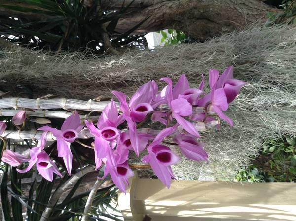 First bloom of Honohono